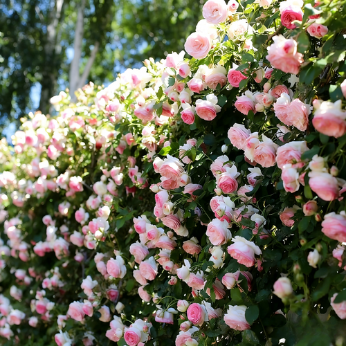 Climbing Rose Seeds