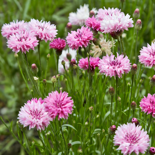 Premium Mixed Cornflower Seeds(Bachelor's Button) - Non-GMO